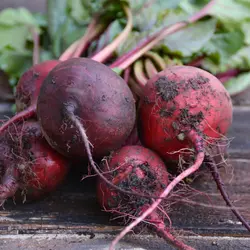 Beet - Early Wonder (Bulk Seed)