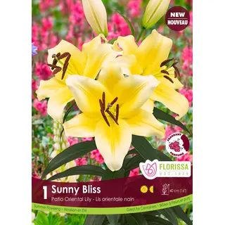 Lily - 'Sunny Bliss' 1/pkg