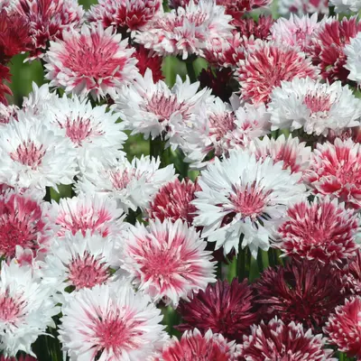 Cornflower - Classic Romantic (Seed)