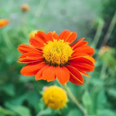 Tithonia - Orange Sunshine (Seed)