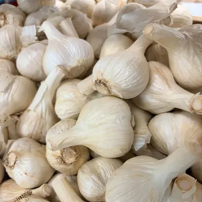 Garlic Bulbs