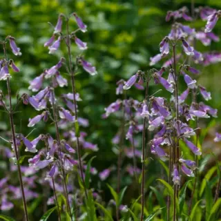 Hairy Beardtongue (Seed)