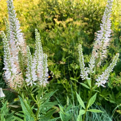 Culver's Root (Seed)