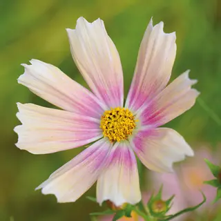 Cosmos - Apricot Lemonade (Seed)