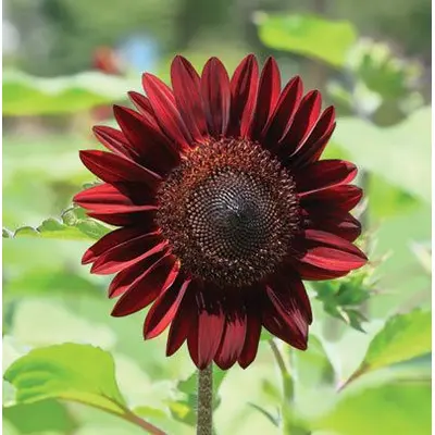 Sunflower - Moulin Rouge (Seed)