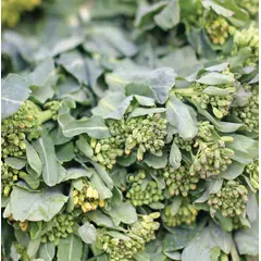 Broccoli - Raab (Bulk Seed)