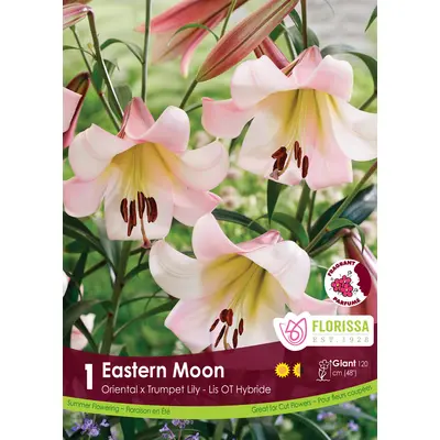 Lily - 'Eastern Moon' 1/pkg