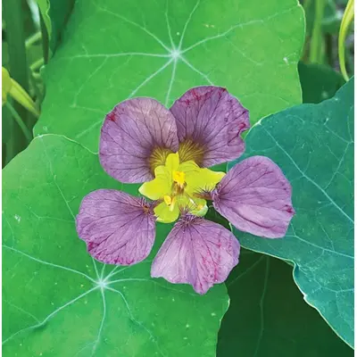 Nasturtium - Purple Emperor (Halifax Seed)
