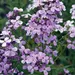 Hesperis (Seed)