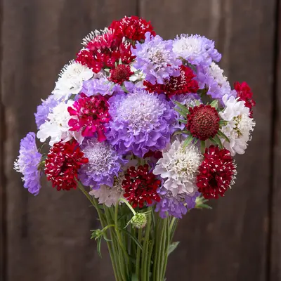 Scabiosa - Dynamix Mix (Organic Seed)