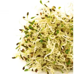 Mumm's Alfalfa Sprouts