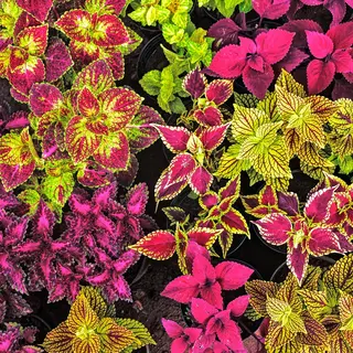 Coleus - Rainbow Mix (Seed)