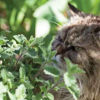 Catmint (Seed)