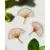 GINKGO LEAF - SINGLE