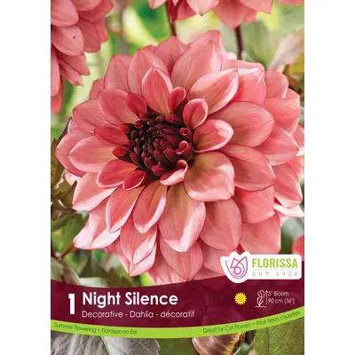 Dahlia - 'Night Silence' 1/pkg