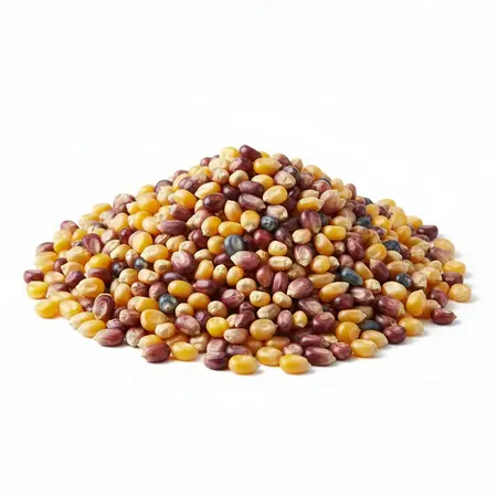 POPCORN CORN MULTI-COL OG | 25 LBS