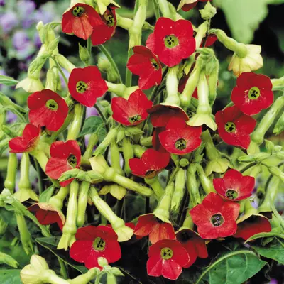 Nicotiana - Tinkerbell (Seed)