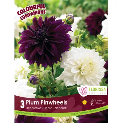 Dahlia Mix -  'Plum Pinwheels' 3/pkg
