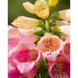 Foxglove - Showy Mix (Bulk Seed)