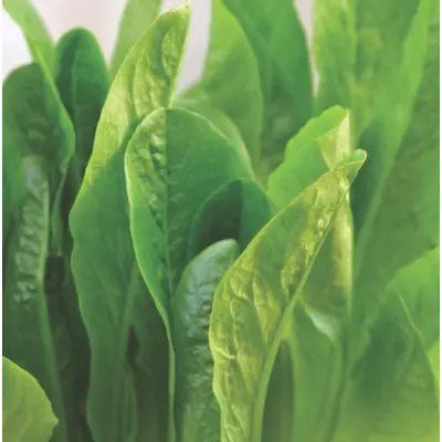 Lettuce - Parris Island Cos (Organic Seed)