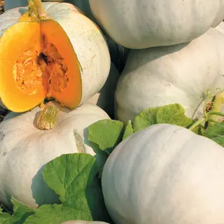 Pumpkin - Grey Ghost (Seed)