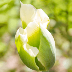 Tulip Flowers