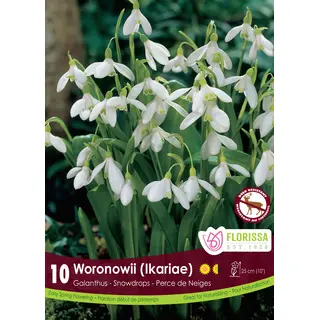 Galanthus 'Woronowii' (Snowdrops) - 10 Bulbs