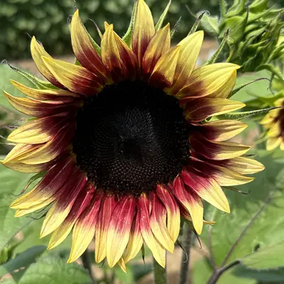 Sunflower - Ruby Eclipse (Seed)