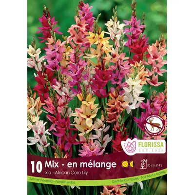 Ixia - Hybrid Mix 10/pkg