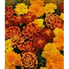 Marigold - Durango (Bulk Seed)