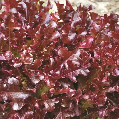 Lettuce - Red Salad Bowl (Seed)