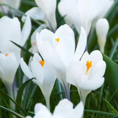 Crocus - 'Peter Pan' 25/pkg