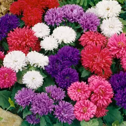 Aster - Milady Dwarf Mix (Bulk Seed)