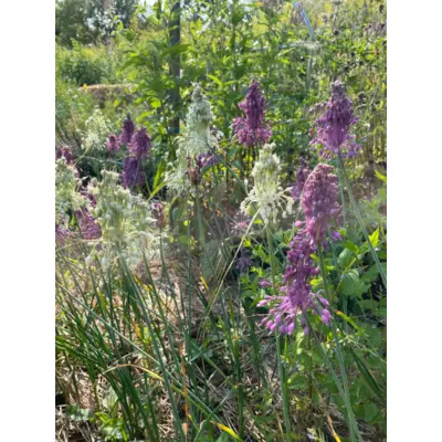 Witch's Garlic (Seed)