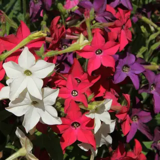 Nicotiana - Evening Fragrance Mix (Seed)