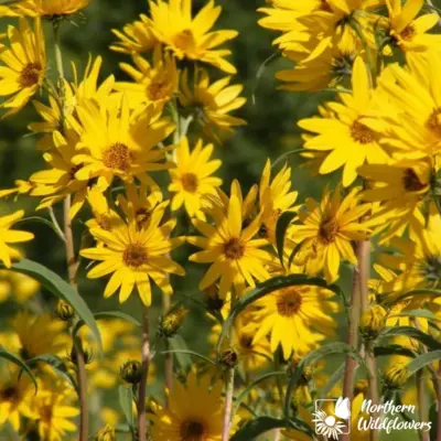 Maximilian's Sunflower (Seed)