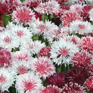 Cornflower - Classic Romantic (Seed)