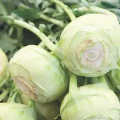 Kohlrabi (Bulk Seed)