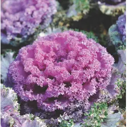 Kale - Flowering Mix (Bulk Seed)