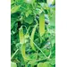 Pea - Green Beauty Snow (Seed)