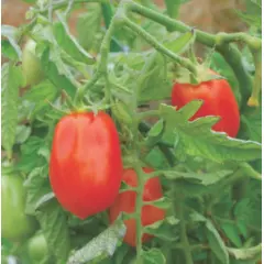 Tomato - Roma VF (Bulk Seed)