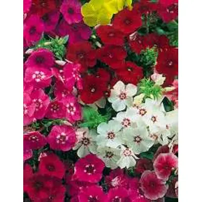 Phlox - Drummondi Grandiflora (Seed)