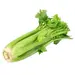 CELERY OG | 30 CT