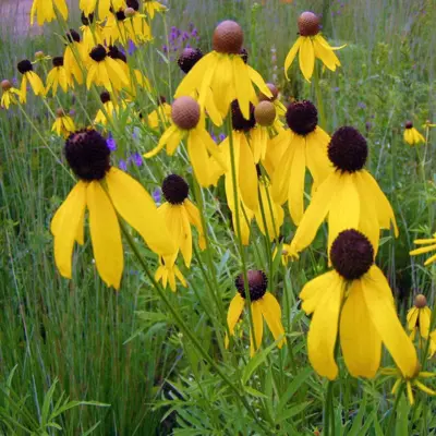 Grey-Headed Coneflower (Seed)