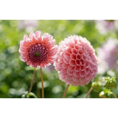 Dahlia - 'Linda's Baby' 1/pkg