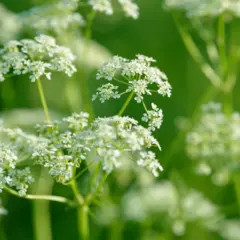 Herb - Anise (Bulk Seed)