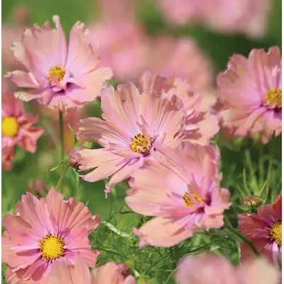 Cosmos - Apricotta (Seed)