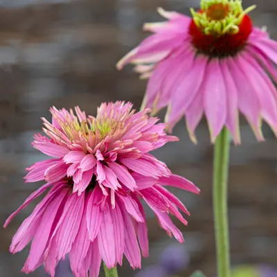 Coneflower - Paradiso Super-Duper (Seed)