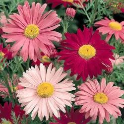 Pyrethrum - Painted Daisy (Bulk Seed)