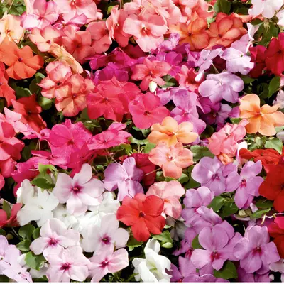 Impatiens - Busy Lizzie Value Hybrids (Seed)